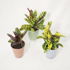 写真: カラテア デザインPOT