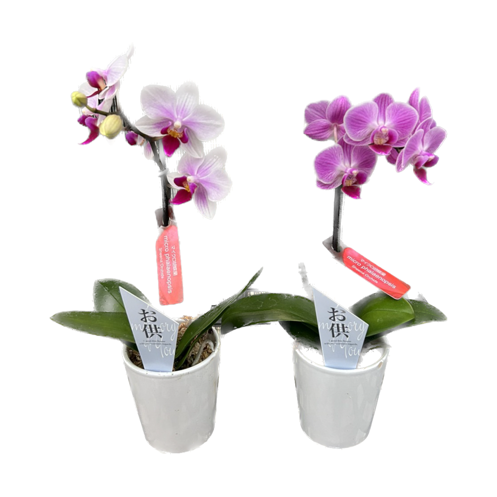 お供えマイクロ胡蝶蘭 | ルポゼ・フルール - イオンのお花専門店