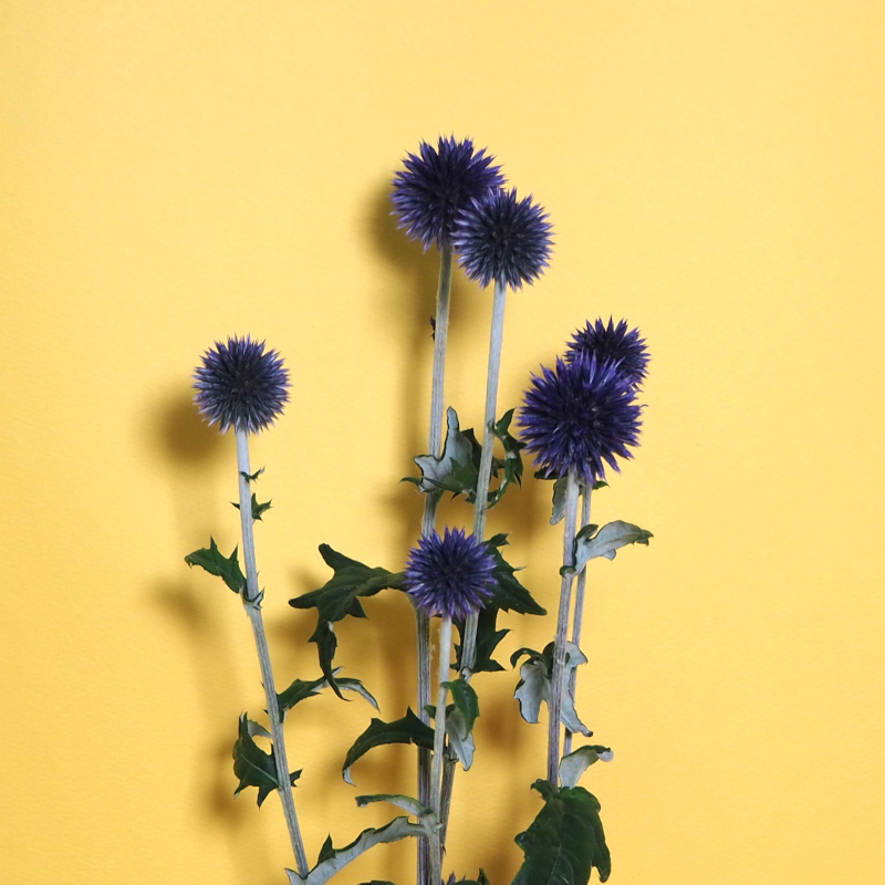 ルリタマアザミ | ルポゼ・フルール - イオンのお花専門店