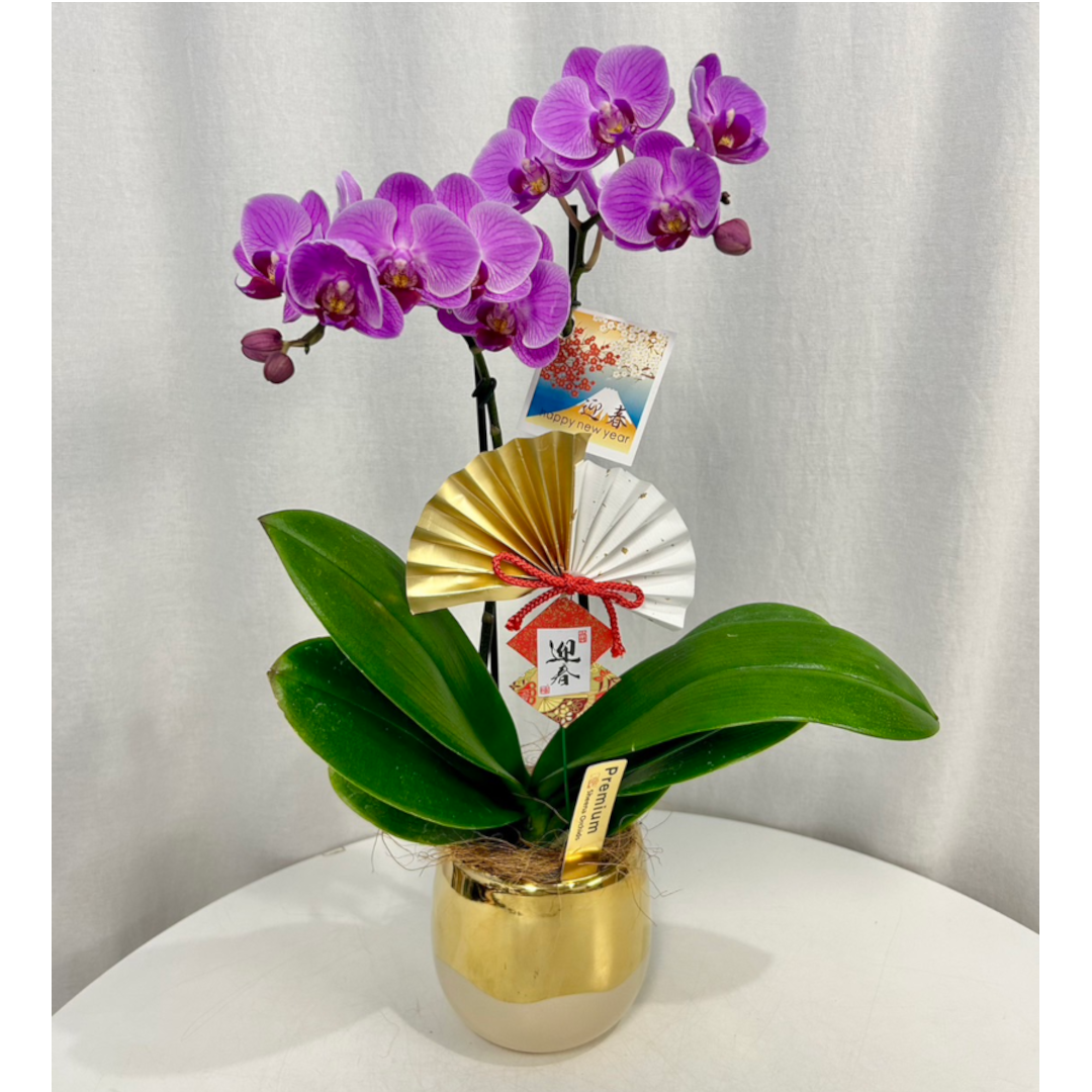 胡蝶蘭 2本立ち ゴールド鉢 | ルポゼ・フルール - イオンのお花専門店