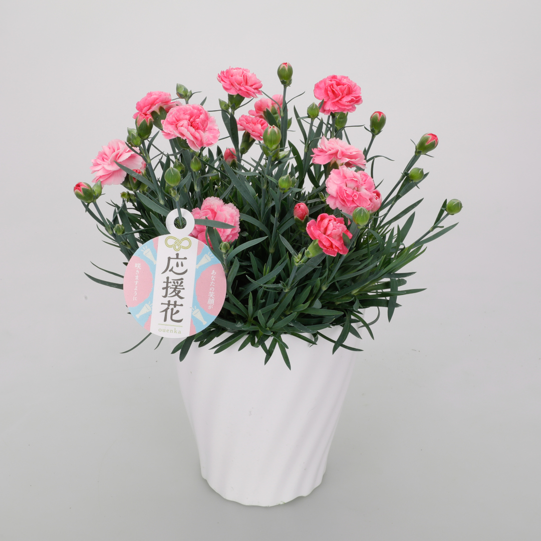 カーネーション 応援歌 | ルポゼ・フルール - イオンのお花専門店