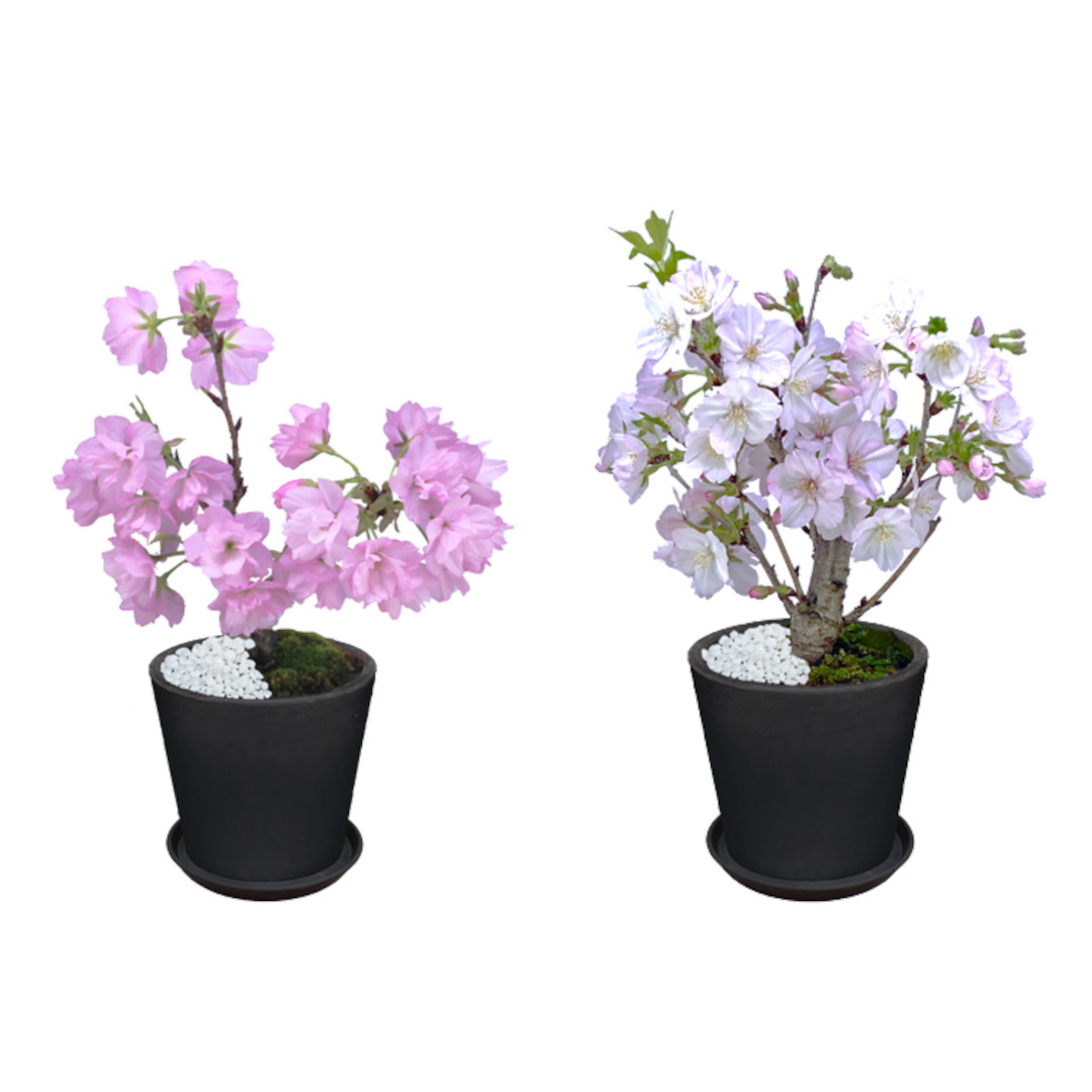 桜盆栽 各種 | ルポゼ・フルール - イオンのお花専門店