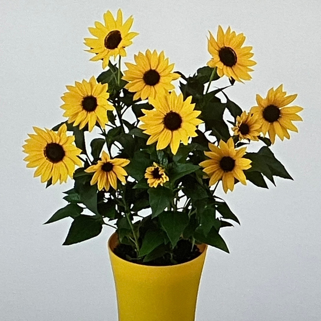 ヒマワリ ソルシーカー | ルポゼ・フルール - イオンのお花専門店